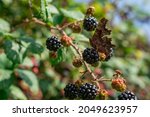Blackberry Or Blackberries On A ...