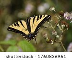 A Western Tiger Swallowtail...