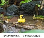 Yellow Bird Bathing In Stream