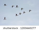 Canada Geese flying over head