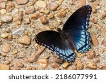 Red Spotted Purple Butterfly In ...