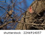 House Finch pair perched in Oak tree