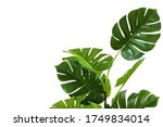 Branches and leaves of monstera ...