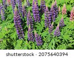 Lupin, a lupin field with pink, purple and blue flowers. Lupin flowers. Beautiful lupine flowers among bright greenery. Lupin (Latin Lupinus) is a genus of plants from the Legume family (Fabaceae).