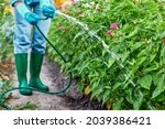 Gardener in rubber boots working watering garden from hose. Female hand watering the plants and flowers with hose. Close up.