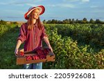 Female Farmer harvesting raspberry on the field. Woman wear casual clothing carrying crate full of red harvested raspberry. Organic fruit product. Girl carrying boxes with fresh juicy berries.