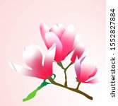  spring magnolia flowers. ... | Shutterstock . vector #1552827884