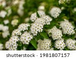 Small photo of Spirea bush in small white flowers, close-up. Blur. National blurted background. Concept spring or summer.