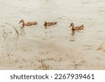 Adult wild mallard ducks in a row swimming in the river or inland lake. An animal bird lives in the water with webbed feet, short neck and legs, large beak. Travel photo landscape in park, nature


