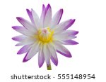 Water Lilly Flower Isolated On...