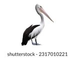 Pelicans on a white background