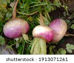Photo Of Fresh Turnip. Turnip...