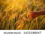 Female hand stroking touches of ripe ears of wheat at sunset in the background 
