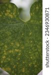 Small photo of senescence of a leaf of a climber plant