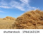 A haystack or straw for feeding herbivores against a blue sky. Mown dry straw (hay) in a stack in a farmer's field against the sky in sunny weather. A big pile of straw in a field. Straw bales. 