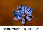 Blue Flower Of The Grass. A...