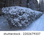 Snow Covered Bushes And Plants...