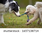 Small photo of Miniature poodle and border collie sheep dog play tug of war with a ball on a string rag toy. fun close up