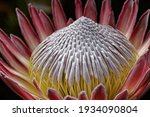 Small photo of Protea cynaroides, also called the king protea, is a flowering plant. The species is also known as giant protea, honeypot or king sugar bush. This is on display ay Otago Museum Photography Awards 2021