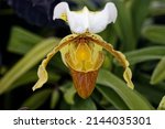 Small photo of Cypripedium parviflorum, commonly known as yellow lady's slipper or moccasin flower, is a lady's slipper orchid native to North America.
