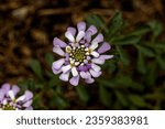Small photo of Iberis gibraltarica, the Gibraltar candytuft, is a flowering plant of the genus Iberis and the family Brassicaceae.