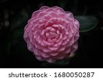 Small photo of Camellia Japonica "Cherie Shirah" pink bloom, winter