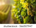 White Wine Grapes In The...