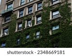 Moss and vines on the facade of an Upper West Side residential apartment building in Manhattan, New York City