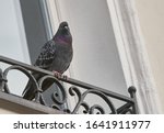 Indian pigeon sitting on ledge...