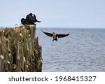 Double-Crested Cormorant Flying in a Blue Sky