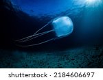 Box Jellyfish, Kelp Forest, Cape Town, South Africa