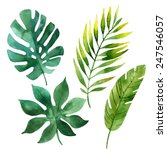 four tropical leaves. hand... | Shutterstock .eps vector #247546057