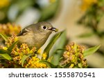 Ruby crowned Kinglet Bird with Bug