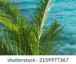 Palm Leaves On Blue Sea Water...