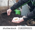 Small photo of Sowing coriander seeds by hand in early spring. Growing green crops in greenhouses in the Nordic countries. An elderly woman is engaged in spring sowing work. The hands of an elderly woman.