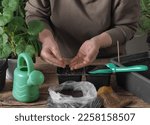 Small photo of Women is hands in rubber gloves plant seeds in a plastic box with soil.The process of early preparatory spring agricultural work.
