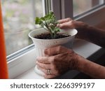 Small photo of Houseplant care. The tired, sinewy wrinkled hands of an elderly housewife take a Geranium flower in a pot, standing on the windowsill by the window.
