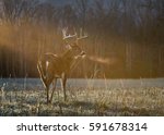 Buck In Morning Light