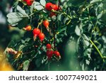 rosehip tree and fruity, rosehip gathering, rosehip fruit for herbal treatment, ripe rosehip fruit,