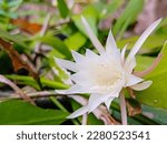 White flower of fishbone cactus or zig zag cactus. It's known as wijaya kusuma flower to Indonesian. Flower on the foreground and blurry leaves on the back.
