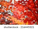 Red Maple Tree Background 