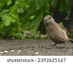 Small photo of A small bird pecks at small food grains in front of a camera in a low position.
