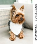 Small yorkie terrier with white ...