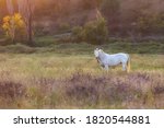 Portrait Of A White Horse In A...