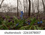 stunning beautiful bluebells with bright blue flowers in raindrops on the blurred background of a spring misty forest, violet flowers, dark trees and bright sky