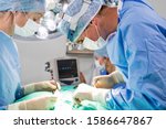 Small photo of Pet operation in operating theatre with surgeon in vet surgery