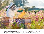 Small photo of Beekeeper checking honey on the beehive frame in the field full of flowers