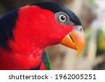 lovely and colorful Black head parrot. Black-capped lory.