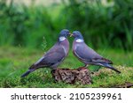 Couple Of Wood Pigeons On Tree...
