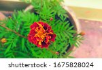 Small photo of Marigold maroon flower closeup view in pot looking beautiful and in goodish colour and also use for decoration and cultural programs.